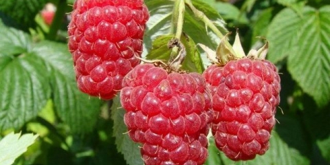 Koliko puta u životu malina urodi plodom